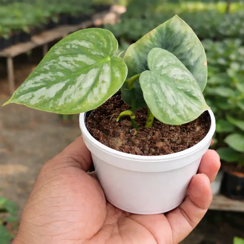 Satin Pothos